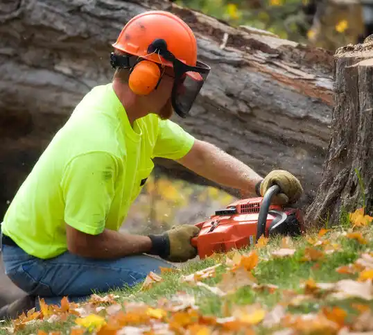 tree services Olive Hill